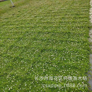 Jiyan Chui Grass Hunan Yuanjing Grass Base Is a Lawn That Blooms in All Seasons, Is Cold-Resistant, Heat-Resistant and Trample-Resistant
