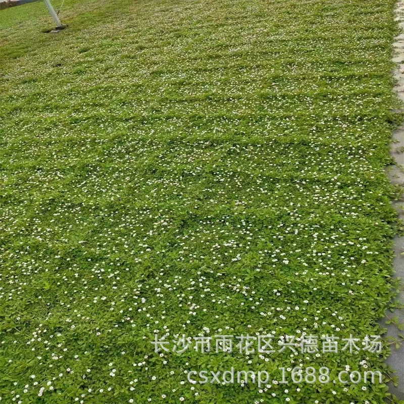 База Jiyan Chui Grass Hunan Yuanjing Grass представляет собой газон, который цветет в любое время года, устойчив к холоду, жаре и давлению.