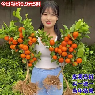 Guangxi Grafted Sugar Orange Saplings Indoor Potted Orange Fruit Saplings Sihui Golden Autumn Sugar Orange with Fruit