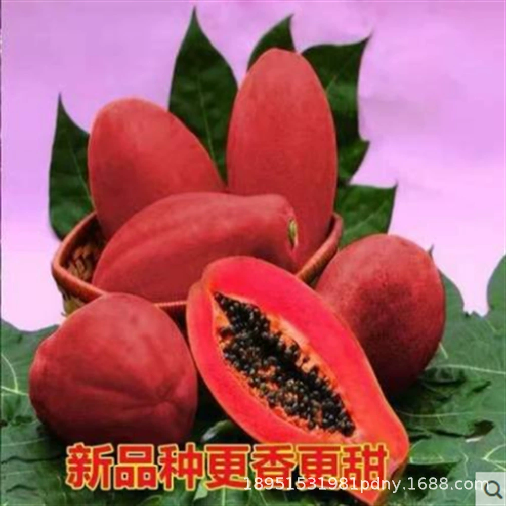 Папайя саженцы плодовых деревьев Корона красная папайя южные виды Four Seasons саженцы папайи карликовые результаты года Тайвань саженцы плодов папайи