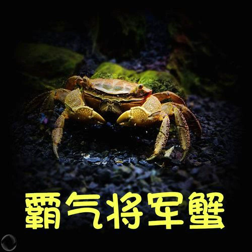 Крабовые питомцы, общие крабы, живые декоративные крабы, пресноводные крабы, зеленые крабы, палатки, морские парки развлечений, оптовые парки развлечений
