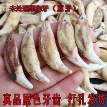 男士狼牙吊坠情侣饰品生日礼物宝宝真黑狗牙项链藏獒牙齿挂件真牙