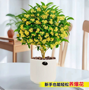 �ļ��𻨘����Ի����ļ��_�������҃��̨�����ͻ����辰�Gֲ��