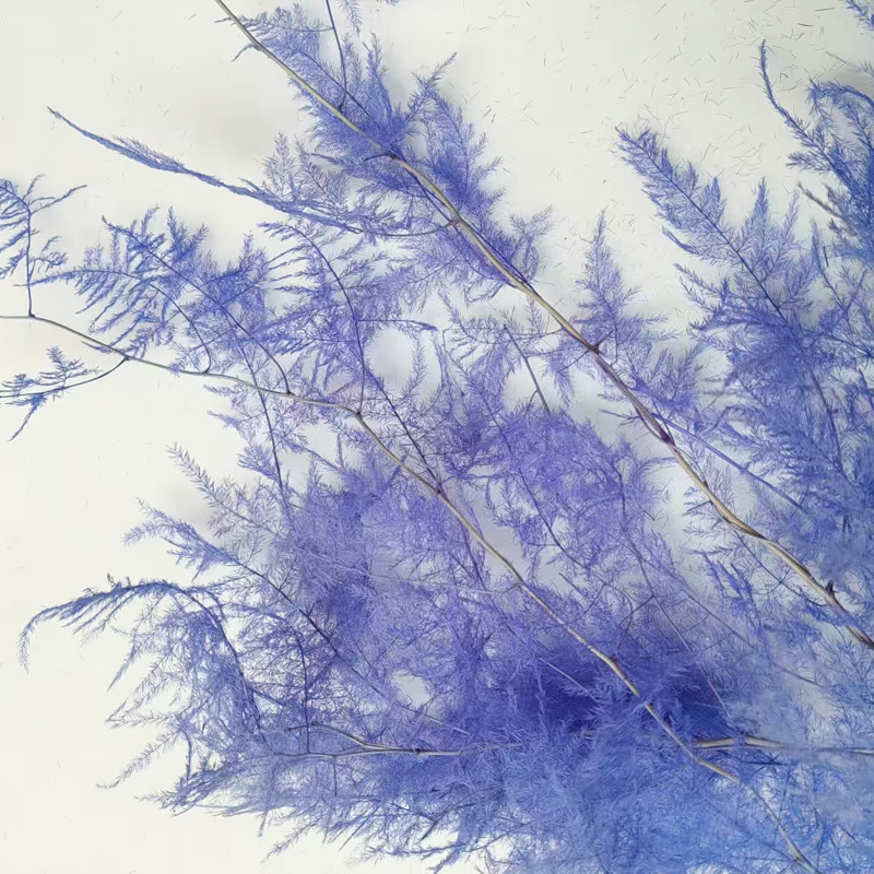 Biru safir (1 tandan 5)
