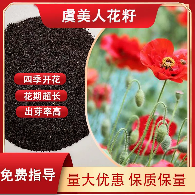 Осенний посевной сезон семена цветов мака Семена цветов Four Seasons посев комнатный горшок пейзаж цветок море легко пережить холод