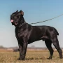 大型定制幼犬活体伴侣犬