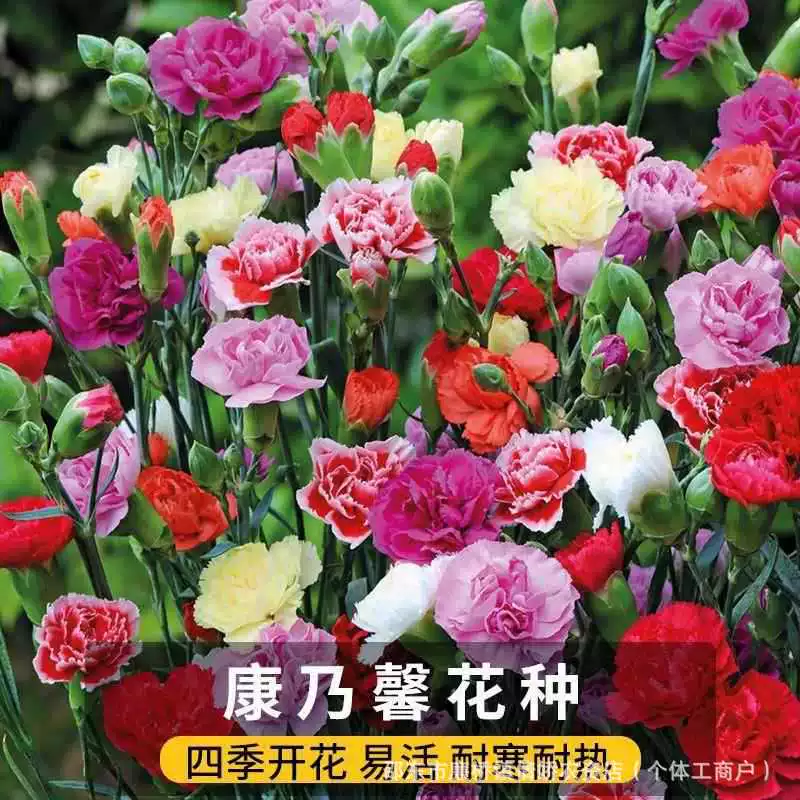 Семена гвоздики, многолетние декоративные растения, комнатные растения в горшках, семена цветов для двора, легко выращивать, живые цветы для двора