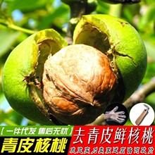 一件代发陕西鲜核桃绿皮核桃湿核桃去青皮核桃孕妇香玲纸皮鲜核桃