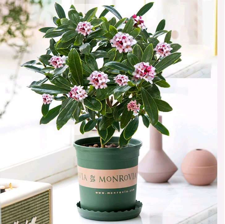 Бонсай фаленопсис с ароматными цветами и бутонами, комнатный бонсай из старого сучка, крупные рассады, морозостойкий и постоянно цветущий.