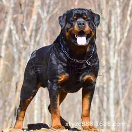 纯种罗威纳幼犬纯种大头德系罗威纳大型犬防爆犬护卫犬家养巨型狗