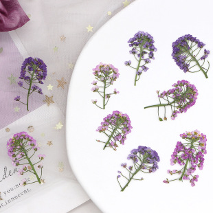 Xiangxueqiu flower head natural color dried flower embossed bookmark diy material plant specimen photo frame mobile phone shell flower material