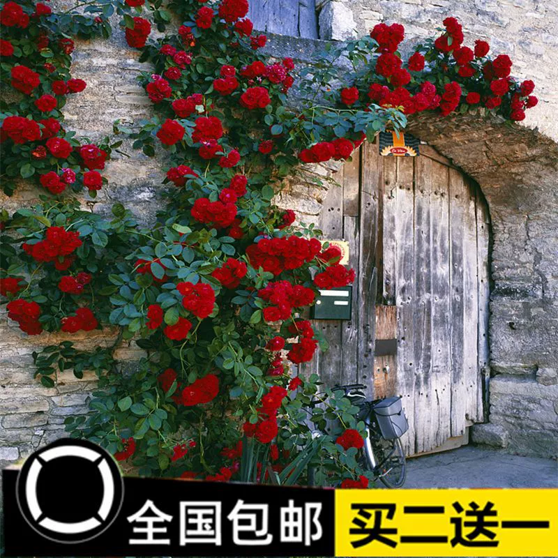 Саженцы роз Балкон Лезвие Китайская Роза Виноград Китайский Розарий Лезвие Розы Многосезонное цветение Морозостойкое растение в горшках