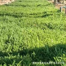 ���ع������ǧ�~��ݱ�ֱ��ֲ��¶��Nֲ�����޸����ܻ���