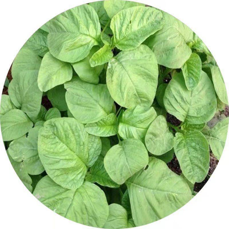 [Easy to grow green willow-leaf amaranth] Balcony potted plants are easy to germinate, round-leaf green and tender vegetable white bulbs