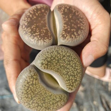 ����ĸ�� ��݆�� ���u�������݆�� ĸ����݆������k��