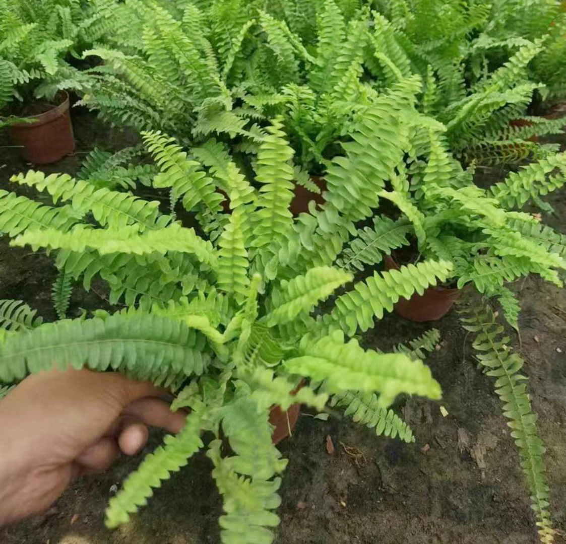 【基地直供】墙体绿化肾蕨绿植小盆栽常绿植物110波斯顿蕨|ru