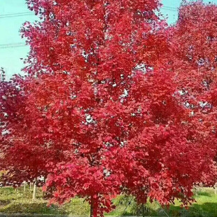 Colorful Tree American Red Maple Large Tree Project Seedlings Autumn Flame Complete Variety 3-20cm Thick and Fine Saplings
