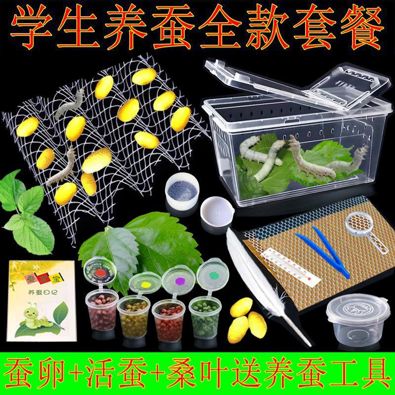 学生养蚕套装蚕宝宝活体幼虫蚕子蚕种蚕卵送新鲜桑叶工具饲养箱盒