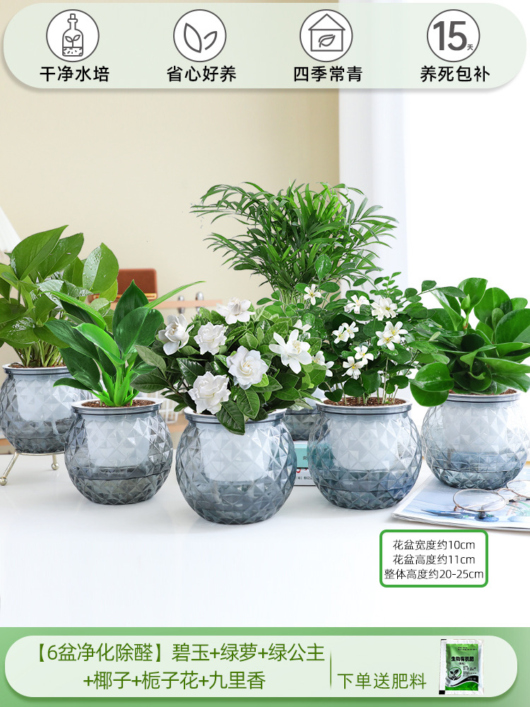 [6개의 정화 및 알데히드 제거 냄비] 재스퍼 + 포토스 + 그린 프린세스 + 코코넛 + 치자나무 + 지우리샹