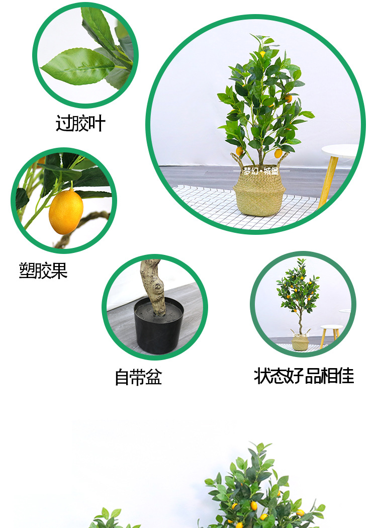 柠檬树详情_03.jpg