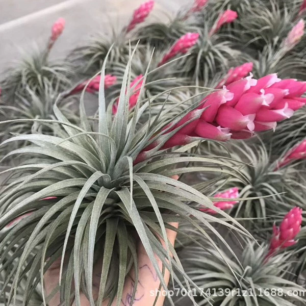 Завод прямого воздуха Железная Орхидея беспочвенный завод Воздух Железная Орхидея Хьюстон оптом