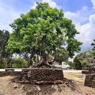 �S��ֱ�N�Ř��F���� ����辰��e��ͥԺ���^�쾰