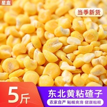年东北粘玉米碴芸豆脱皮大粒正宗黄糯黏玉米渣大碴子粥新斤常温
