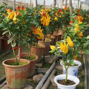 ���A�������Ԏ�����/����֘��玧��/��С�������㙴/���ָ�����