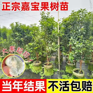带土带叶嘉宝果树苗树葡萄苗正宗树葡萄四季早生沙巴嘉宝果苗