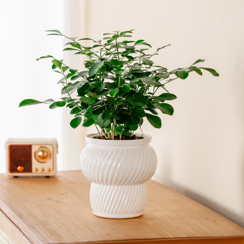 美軒怠け者の植木鉢は自動的に吸水します。|undefined