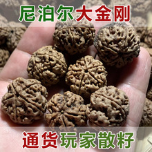 工厂源头批发藏式双龙小金刚菩提散装天然佛珠文玩金刚子菩提散珠