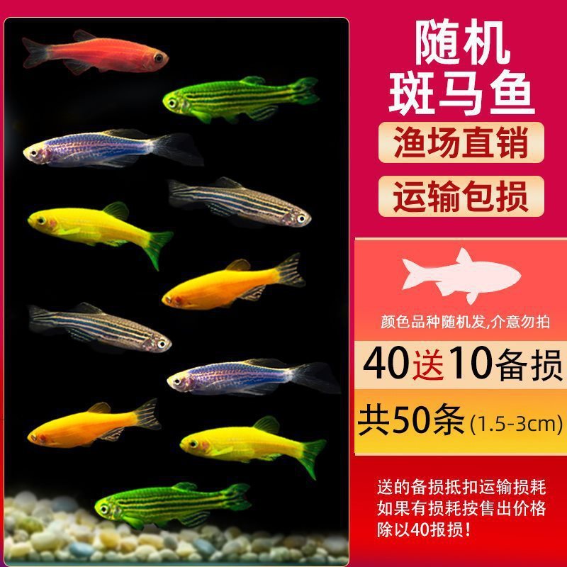 グッピー、フェニックステール、淡水、繁殖しやすく、育てやすい、純種のランプ科の小型熱帯魚観賞魚の稚魚|undefined