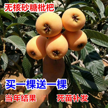 无核枇杷树苗特大砂糖大五星果树苗嫁接枇杷苗当年结果南北方种植