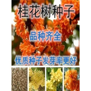 𻨷Nӽy𵤹ɰļﻨNԘN