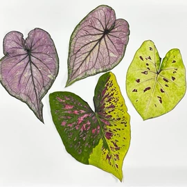 干花;美甲饰品;鲜花花艺制品