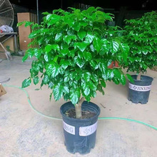 �Ҹ������Կ͏d���;Gֲ�辰ƽ����u�X�����ֲ���_�I���w�֮լ