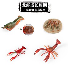 ��ͯ�������Ͻ������㺣��С����ģ�͌���С���r���L����������l