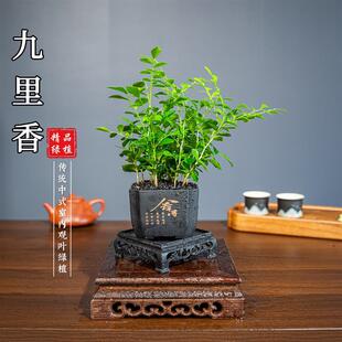 Jiuli Fragrant Small Potted Plant with Buds for Desktop, Tea Pet, Green Plant, Beautiful Blooming Flowers, Good Fragrance, Easy to Care for