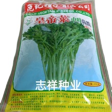 范记皇帝菜中叶茼蒿种子 日本引进品种四季茼蒿籽 耐寒250g