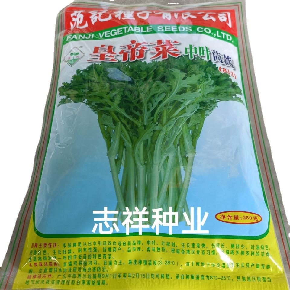 范记皇帝菜中叶茼蒿种子 日本引进品种四季茼蒿籽 耐寒250g