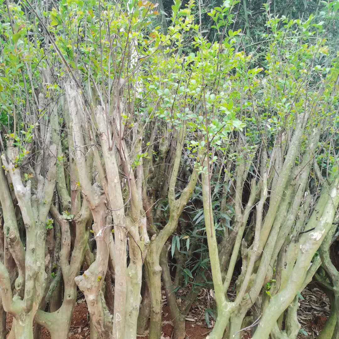 Большой запас саженцев магнолии, магнолии с красными цветками, обработанной магнолии, магнолии с фиолетовыми цветами, магнолии Цзянси 10cm года.