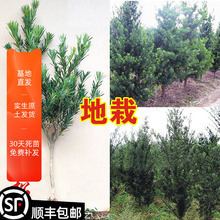 �_�h�ɘ��糣���_�h��ͥԺ�ֲ̨�ﻨ�����ԾGֲ�����辰�䘶