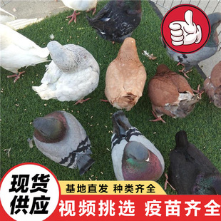 �Bֳ�����ۻ��w���� �������N���������r�� ���^���@Ͷι�V����