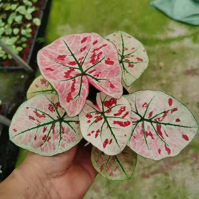 [Supplying base]Green plant Flower Pot Home Flower Pot Potted flowers 100# Caladium