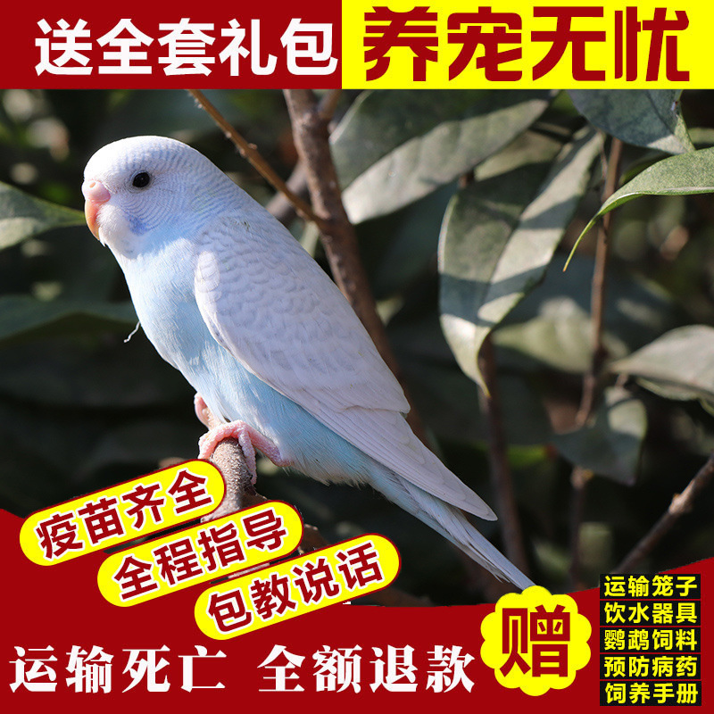 生きたオウム、生きた鳥、セキセイインコ、話す鳥、ペットの鳥、雲の斑点、小さな飼い慣らされたオカメインコ、生きた鳥|undefined