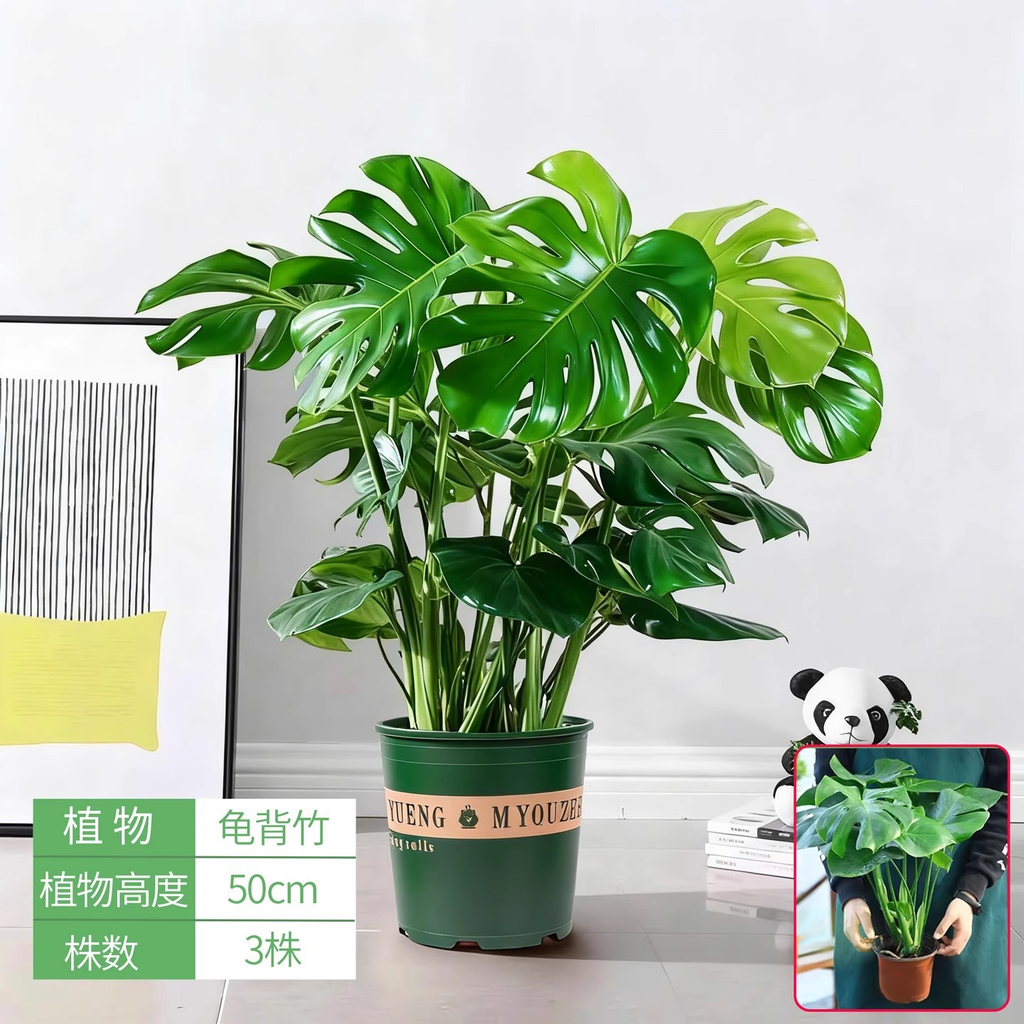 Monstera deliciosa 50cm [gallon pot]