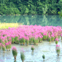 ǧ���˷N�ӝ��ˮ���Ϫ߅����ˮ������ֲ���ļ����Nˮ�����N����