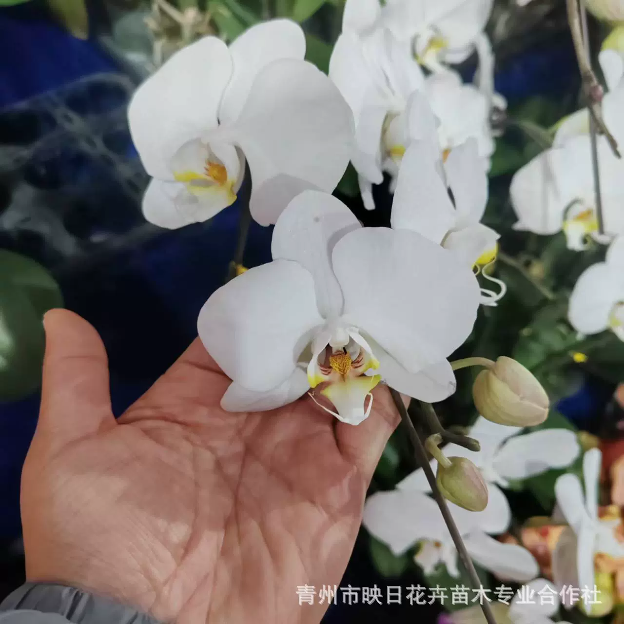 蝴蝶兰基地批发蝴蝶兰花盆栽蝴蝶兰带花苞开花真花绿熊安娜藏宝图