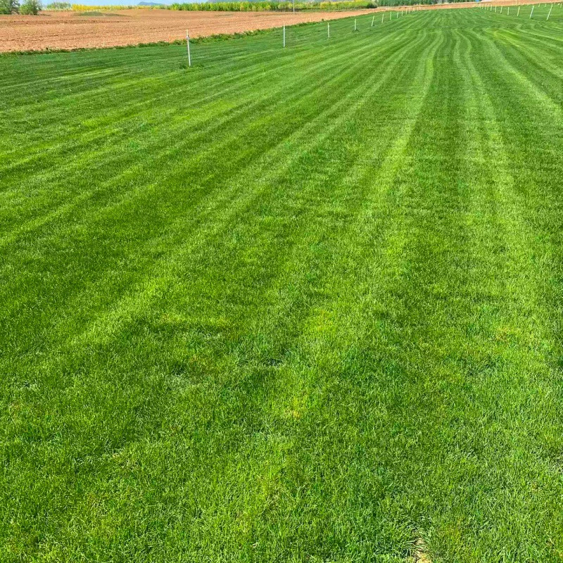 Годовое оптовое продажа газонов, засухоустойчивых и морозостойких, раннеспелых газонов, садов, дворов и домов, оптовая продажа газонов