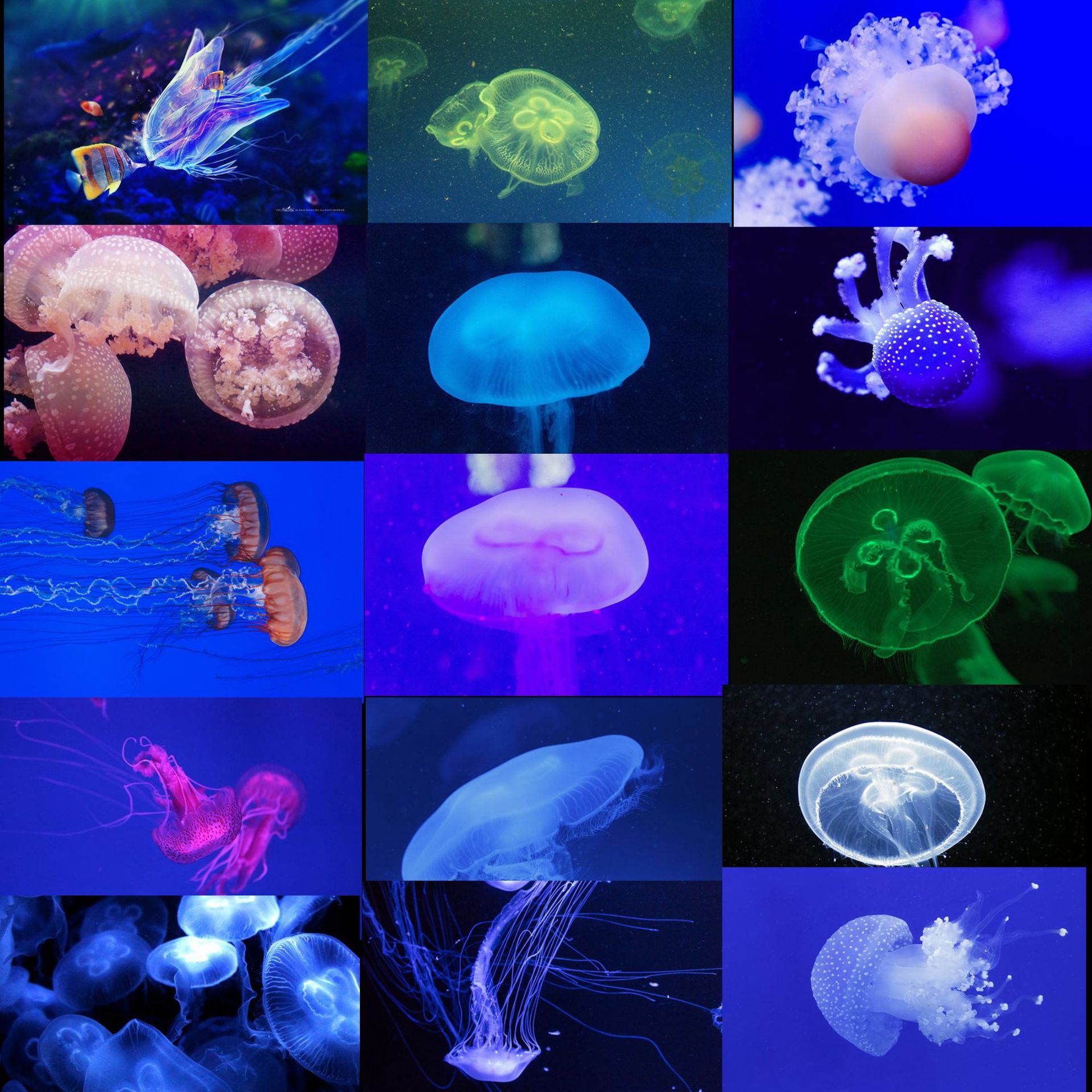 3558水母海报水母海蜇浮游生物超高清图片海洋生物水生动海报